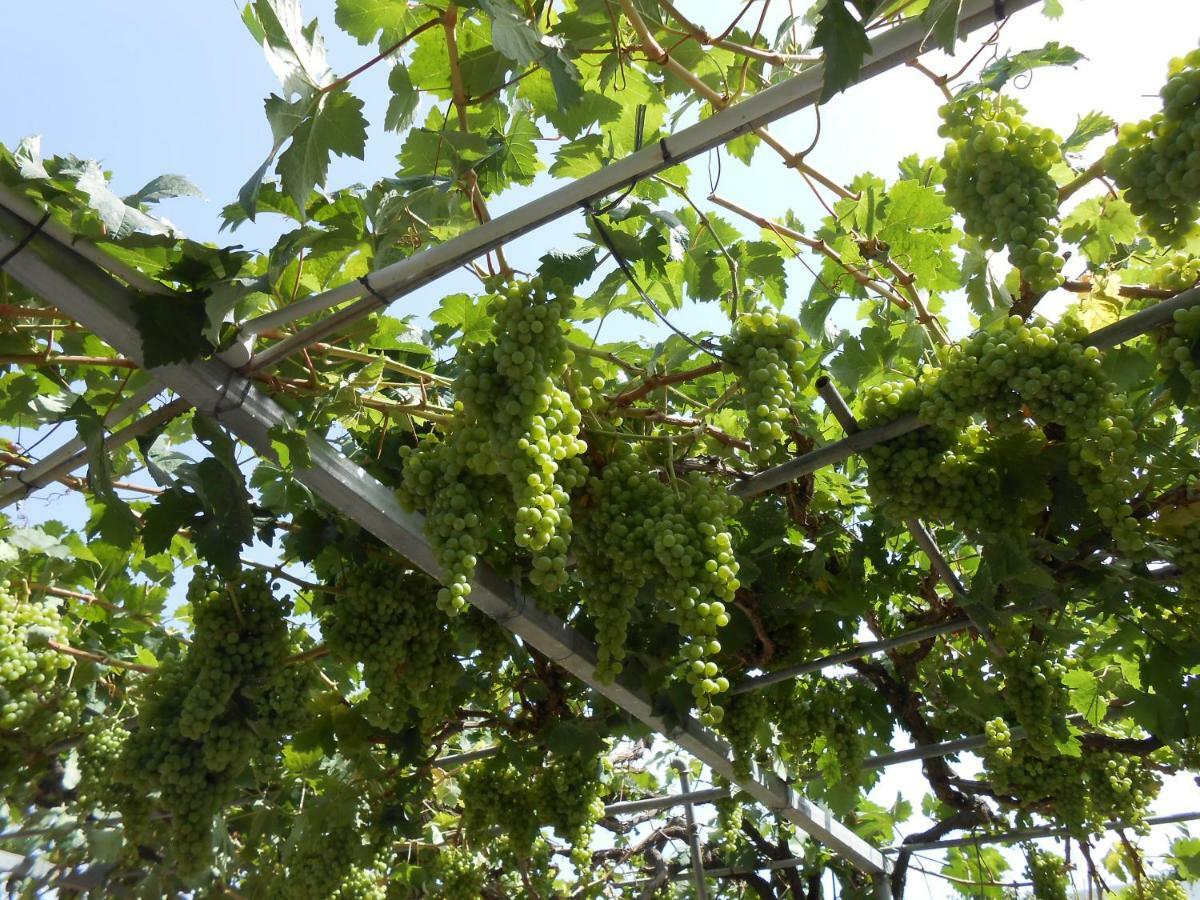 Casitas Las Uvas Y Las Vinas Лос Реалехос Екстериор снимка